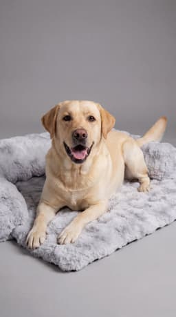 Pet hoodie — playful pose